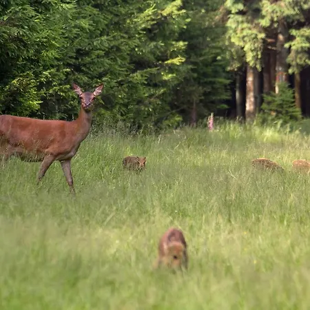 Ξενοδοχείο Domaine Des Hautes Fagnes Ovifat