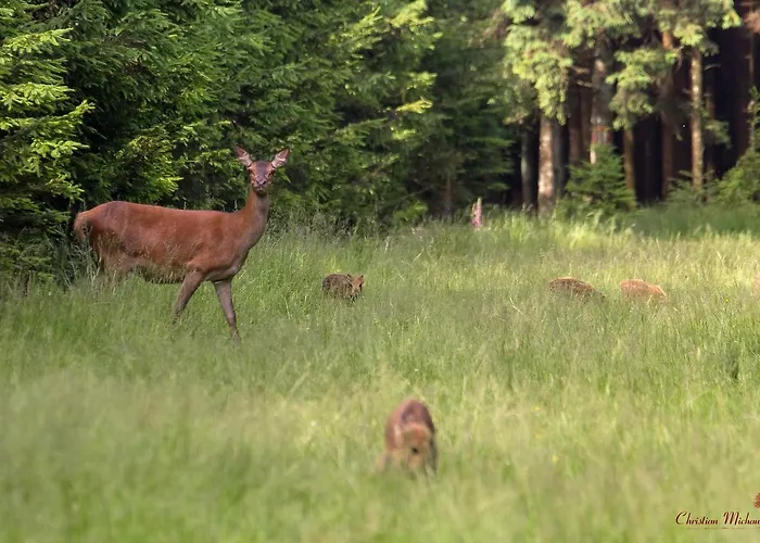 Hotel Domaine Des Hautes Fagnes Ovifat